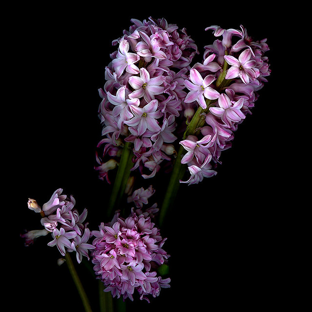 PINKALICIOUS... Hyacinths