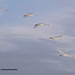 Mute swans- Irondequoit Bay Rochester, NY