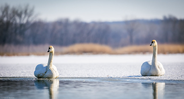 February Swans