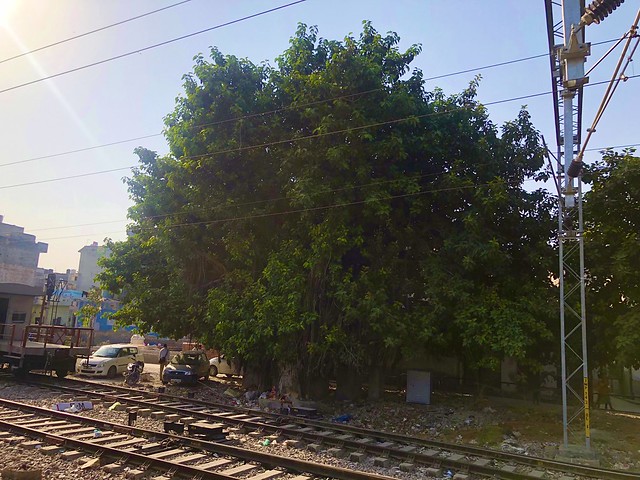 City Landmark - Banyan Tree, Gurgaon Railway Station