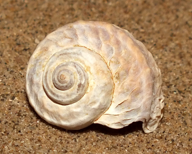 Mud-flat snail  (Amphibola crenata)