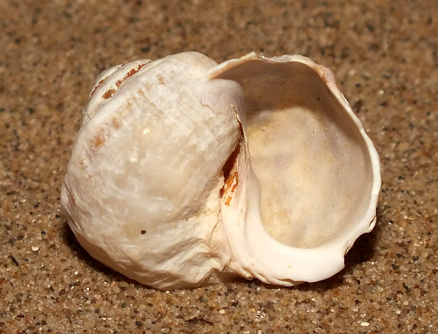 Mud-flat snail  (Amphibola crenata) under side