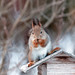 Orava / Squirrel