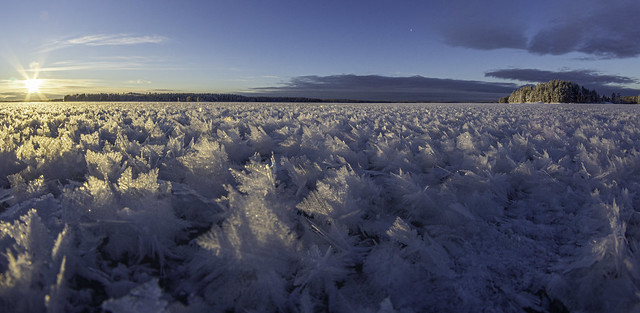 Ice field covered with frost flowers