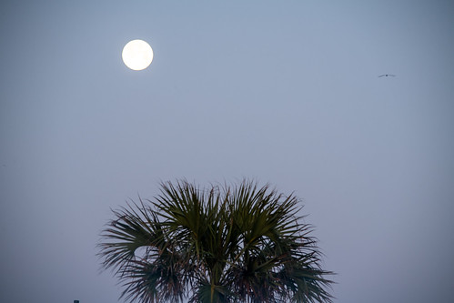 Myrtle Beach Travel Park Moon setting Sunrise Foggy Lens 20230206_0191