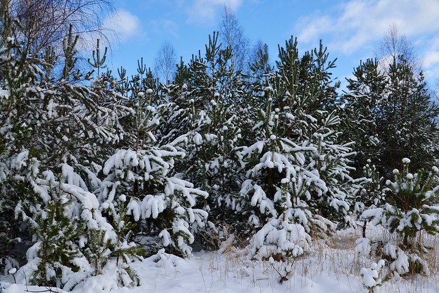 Winter trees :)