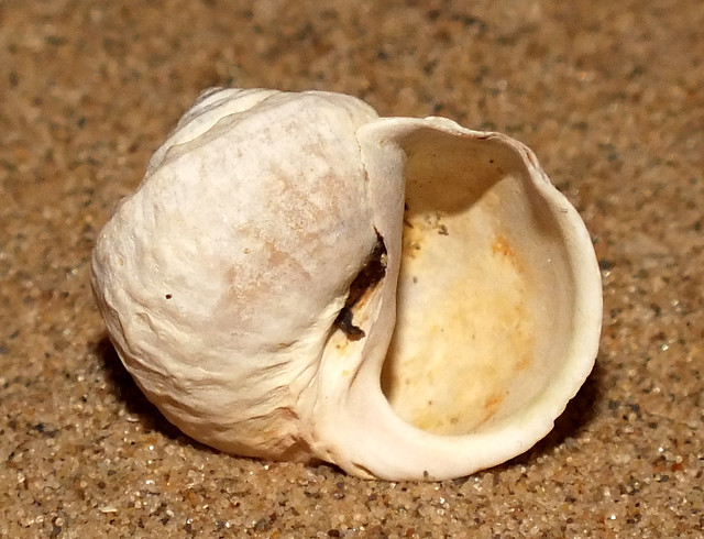 Mud-flat snail (Amphibola crenata) under side