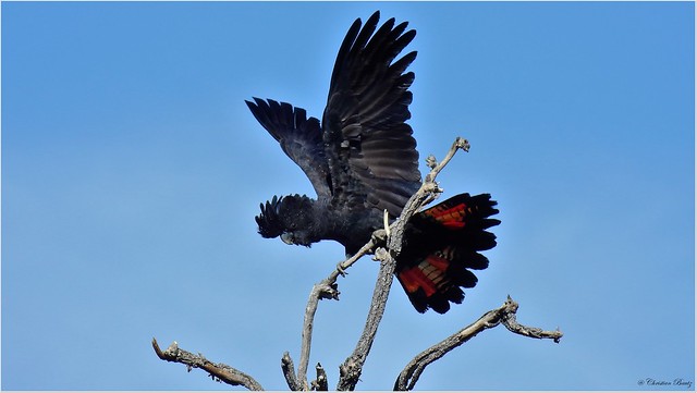 CB-red-tailed black cockatoo