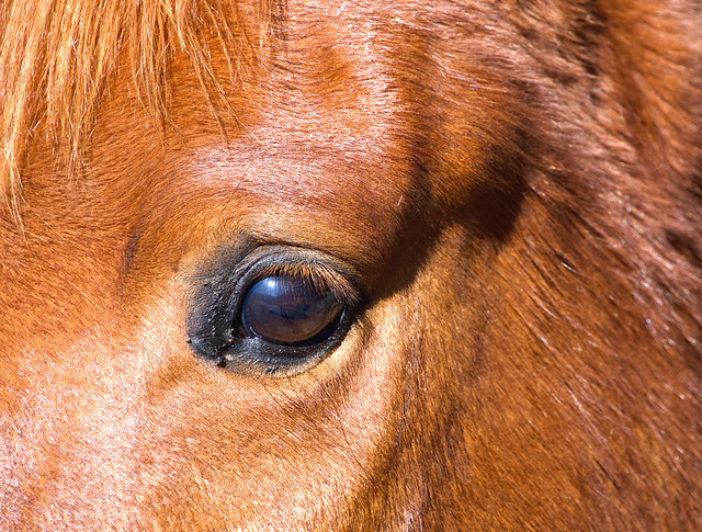 L’ull del cavall - The horse's eye - El ojo del caballo