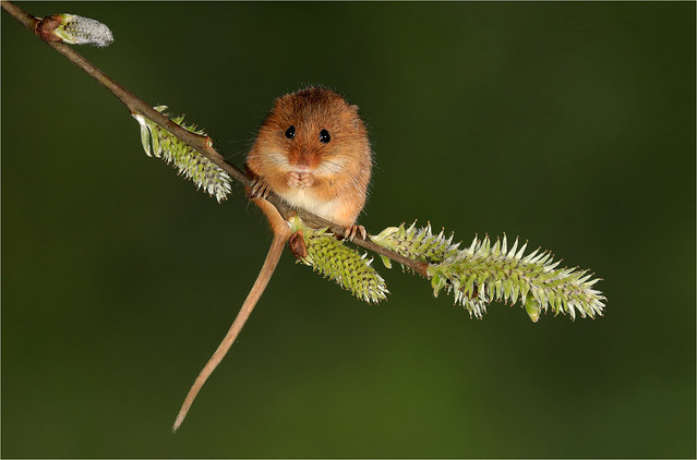 Harvest Mouse (in Explore)