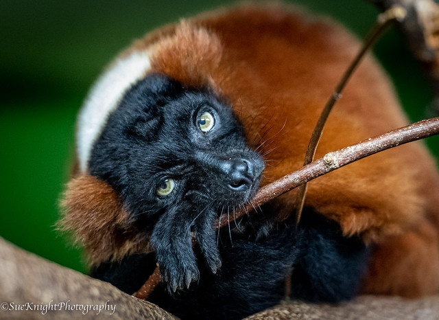 Red Ruffed lemur