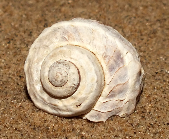 Mud-flat snail  (Amphibola crenata)