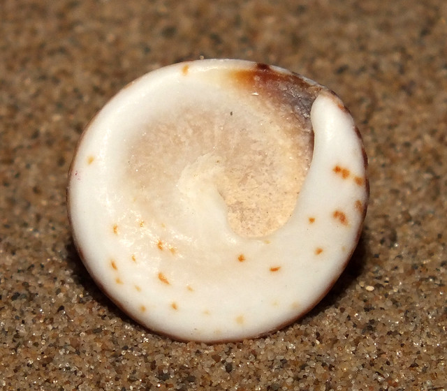 Striped-mouth conniwink (Bembicium nanum) subadult under side