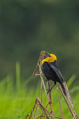 parroquiacristorey ibague tolima colombia manakinnaturetours wildlife nature bird yellowhoodedblackbird chrysomusicterocephalus icteridae