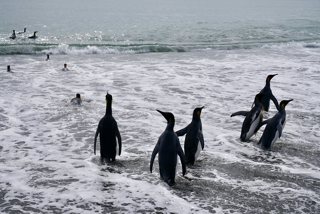 King Penguins going fishing