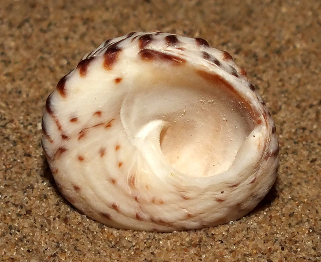 Striped-mouth conniwink (Bembicium nanum) under side