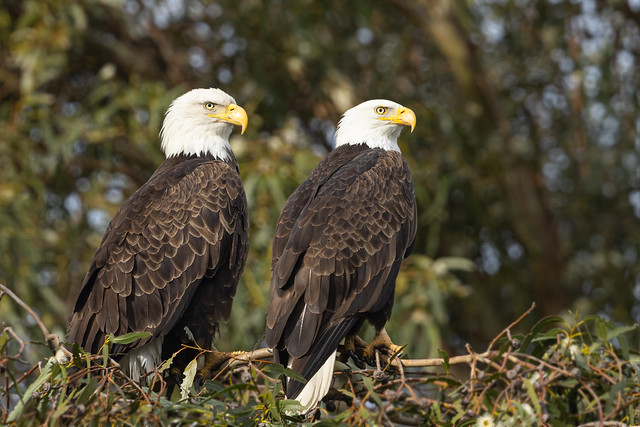 Bald Eagle couple (R52_1730)