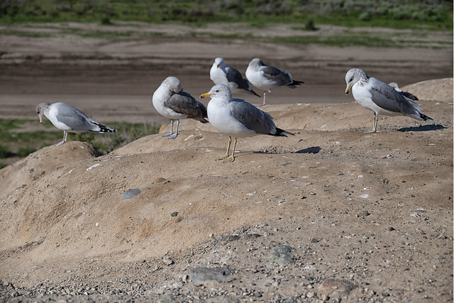 20230206 California Gulls - in Explore