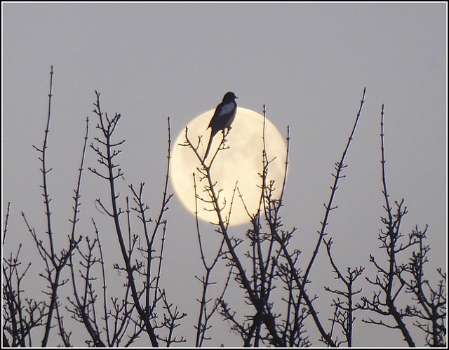 The Moon and a Magpie ...
