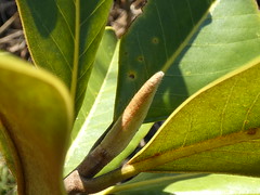 Immergru00fcne Magnolie (Magnolia grandiflora)