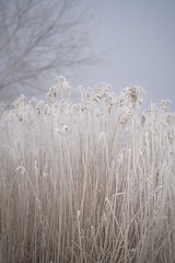 Frosted reed