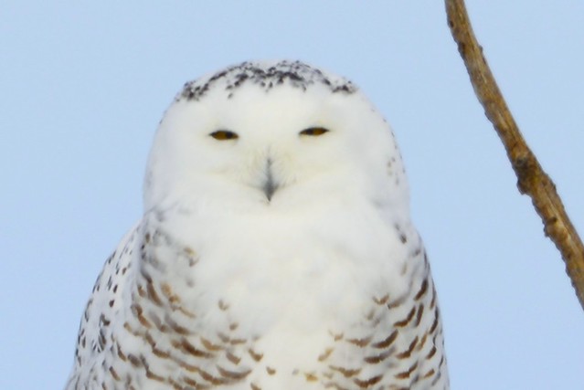 2023-02 Snowy Owl at Neuhurst (133)