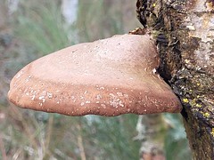 Birkenporling (Fomitopsis betulina)