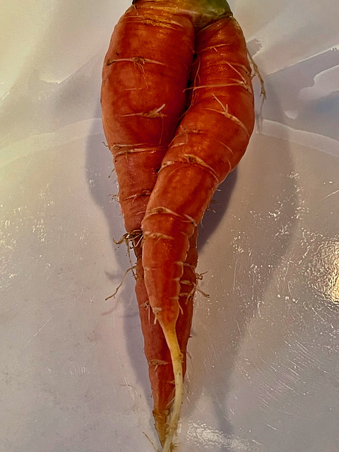 Coquettish Carrot