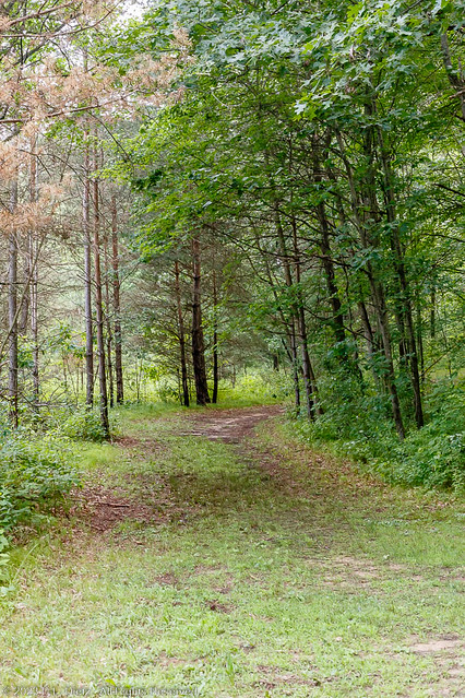 Path Through Woods #9 - 2019-07-04