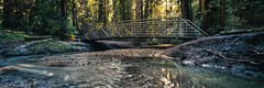 Bridge Among the Redwoods