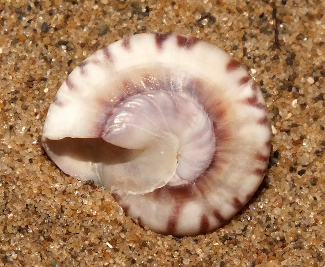 Wheel snail (Zethalia zelandica) under side