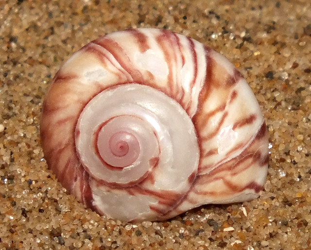 Wheel snail (Zethalia zelandica)
