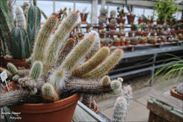 Cactus/Succulent Room...