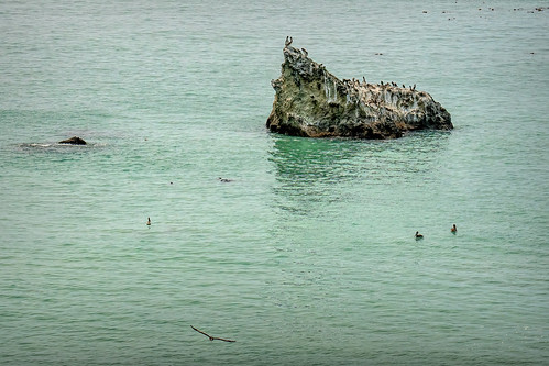 pacificocean pacificcoasthighway island poop pelicans sea rock birds nesting