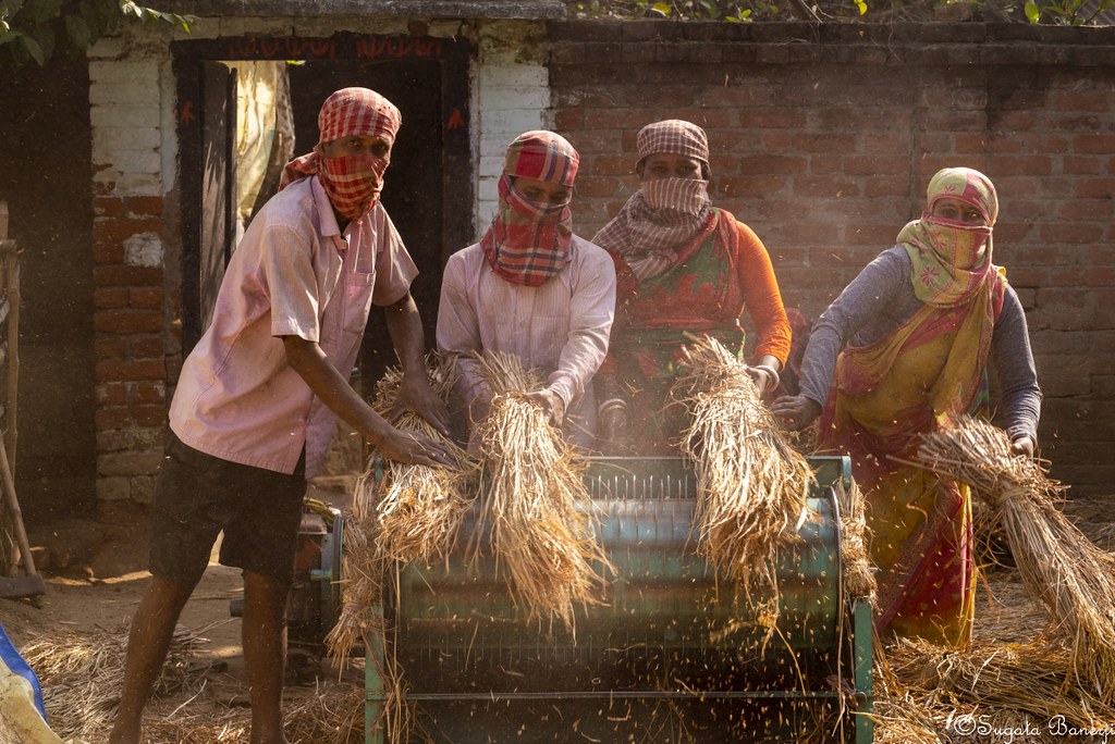 Linseed Threshing Process Threshing- 2 | Threshing is the process of separating the pa… | Flickr