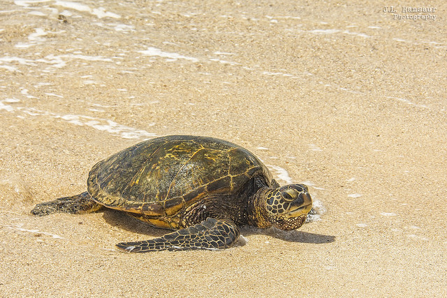 A Green Sea Turtle Named Big Eyes - Laniakea (Turtle) Beach - Haleiwa, Hawaii