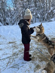 Daughter in Alaska with Sled Huskies
