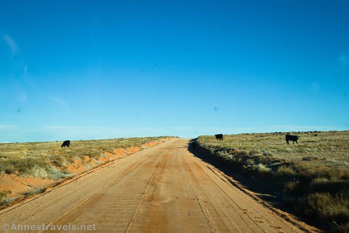 Cows along the Hans Flat Road, Maze District, Canyonlands National Park, Utah