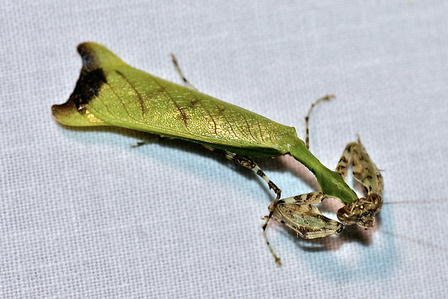 Citharomantis falcata (Hymenopodidae: Acromantinae: Acromantini) — male