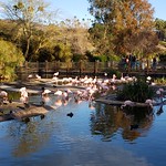 20220122_155430 &lt;a href=&quot;https://en.wikipedia.org/wiki/San_Diego_Zoo_Safari_Park&quot; rel=&quot;noreferrer nofollow&quot;&gt;San Diego Zoo Safari Park&lt;/a&gt;