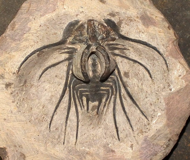 Trilobite (†Dicranurus monstrosus) fossil
