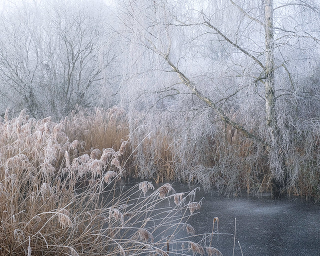 Fenland-in-Winter