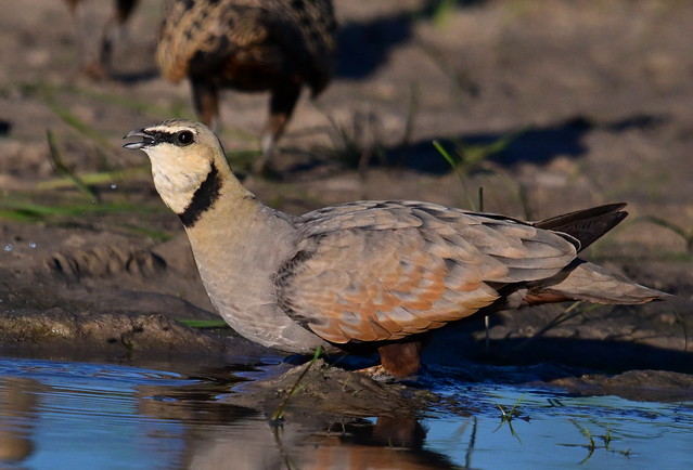 Yellow-throated Sandgrouse  (Pterocles gutturalis)