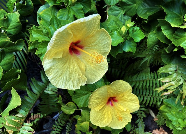 Yellow Hawaiian Hibiscus