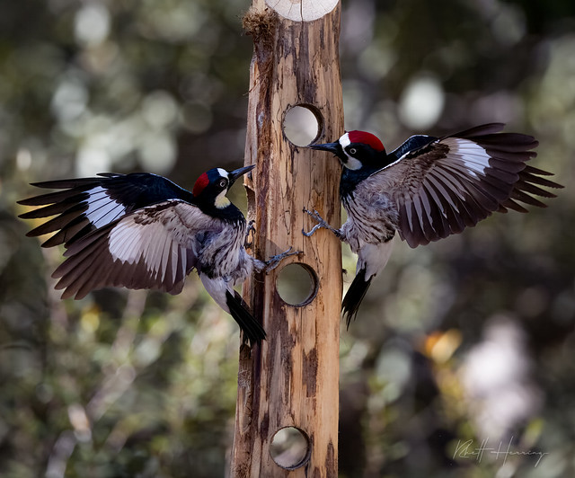 Aorn Woodpecker Argument