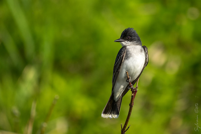 Tyran tritri / Eastern Kingbird [Tyrannus tyrannus]