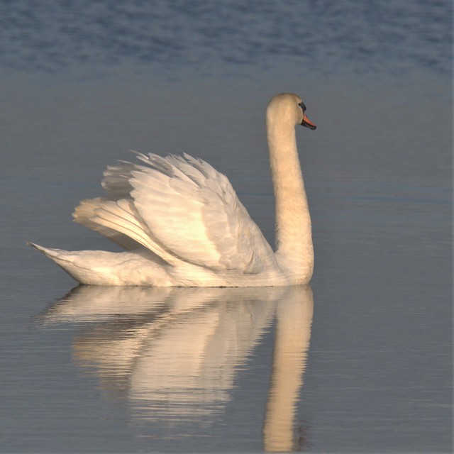 Mute swan, 07-02-2023