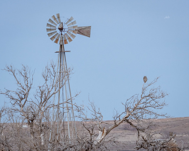 Windmill and Great Horned Owl