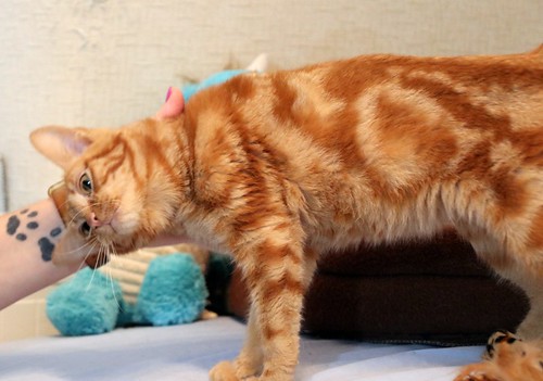 Mushu, gatito rubio guapo y muy sociable esterilizado, nacido en Septiembre´22, en adopción. Valencia. ADOPTADO. 52676504456_f36efe1101