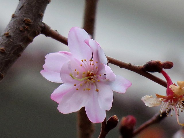 Winter Sakura  冬桜